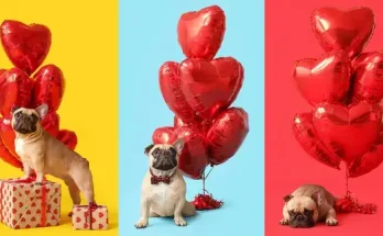 Amikor a háziállat is kap Valentin-napi ajándékot – trendek